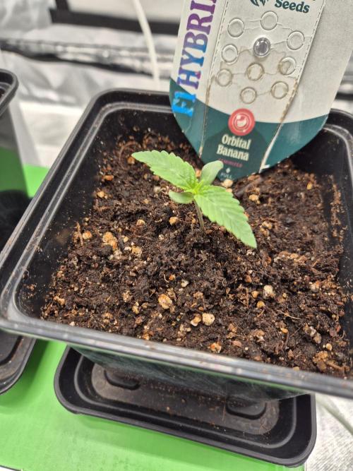 sugar x banana. Week 1