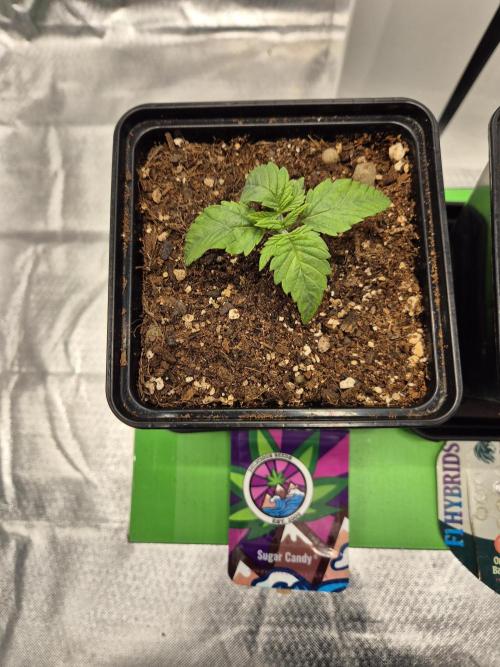 sugar x banana. Week 2