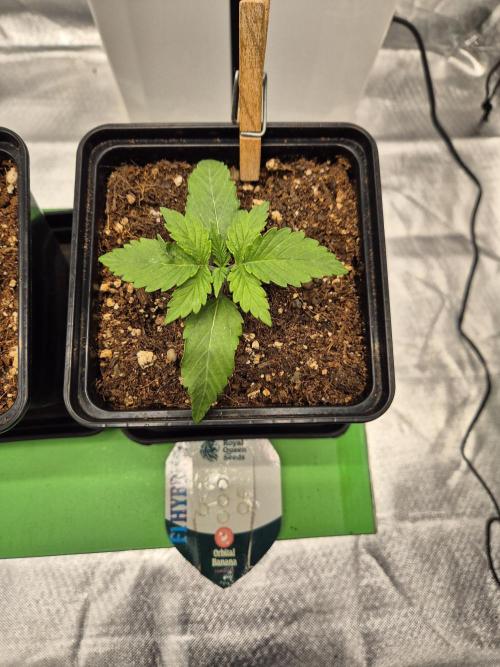 sugar x banana. Week 2