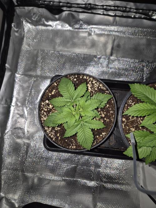sugar x banana. Week 3 - Sugar candy 