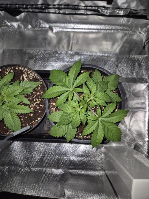 sugar x banana. Week 3 - Orbital banana 
