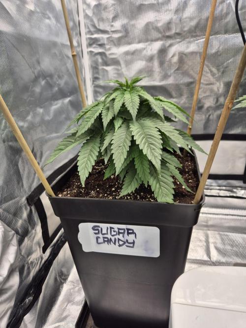 sugar x banana. Week 4