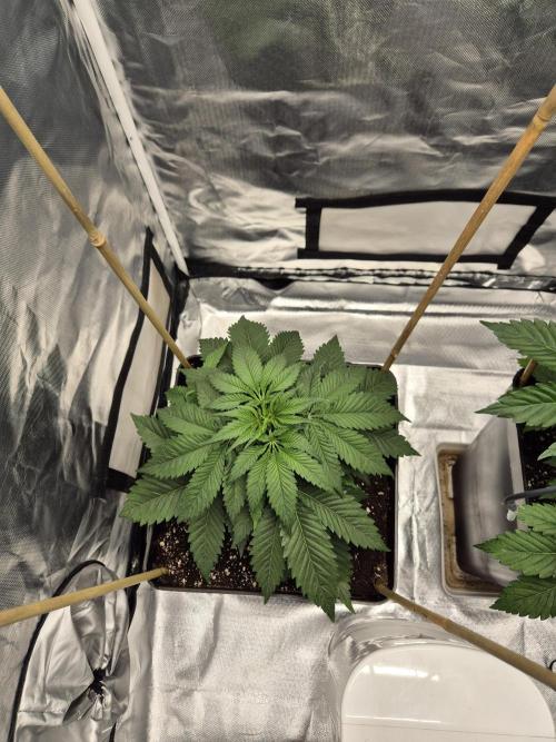 sugar x banana. Week 4 - Sugar candy 