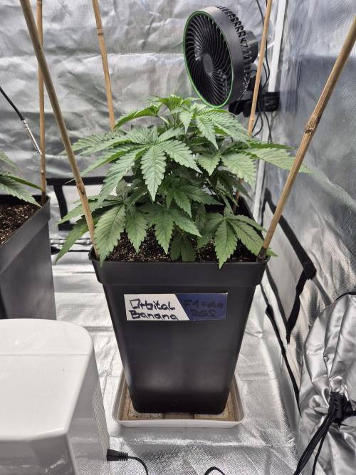 sugar x banana. Week 4