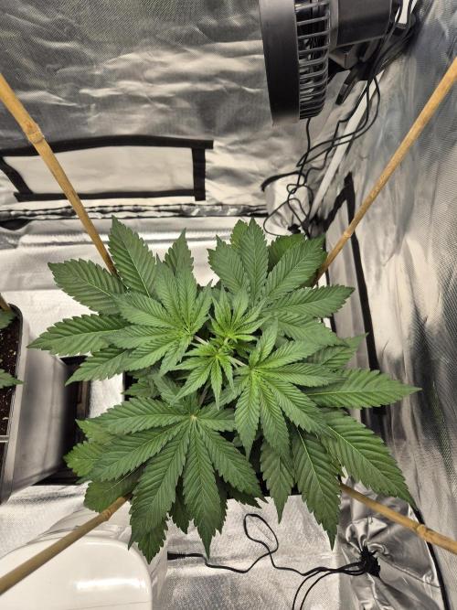 sugar x banana. Week 4 - Orbital banana 