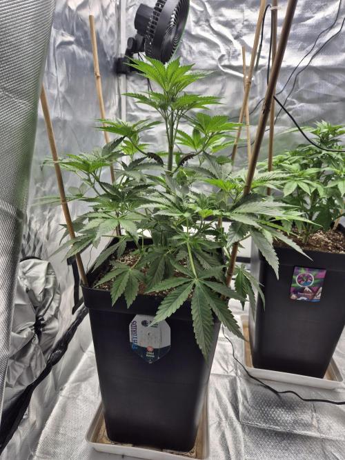 sugar x banana. Week 5