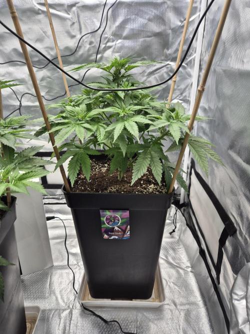 sugar x banana. Week 5
