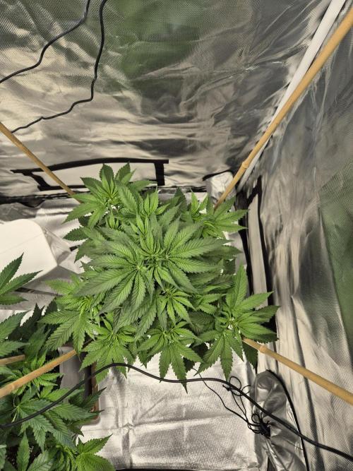 sugar x banana. Week 5
