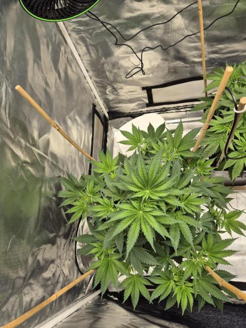 sugar x banana. Week 5