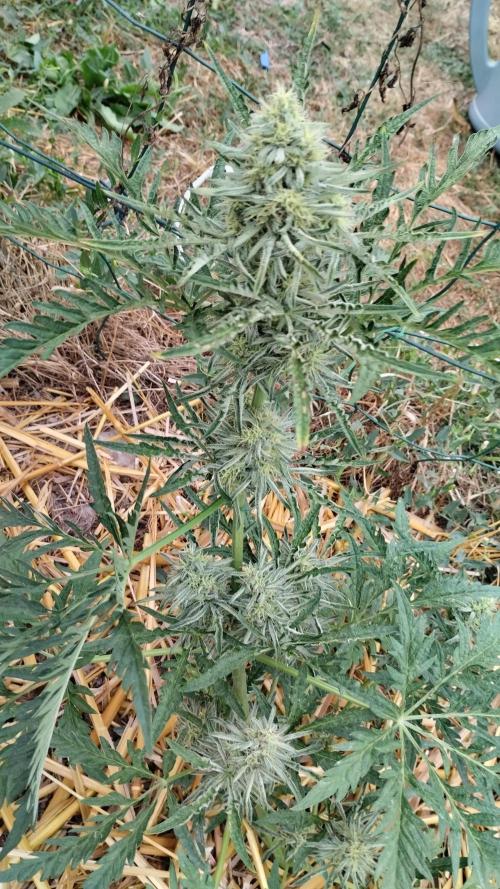 Khalifa Frosty's auto concours. Week 8