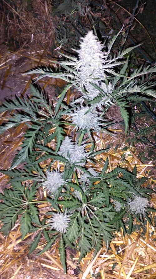 Khalifa Frosty's auto concours. Week 9