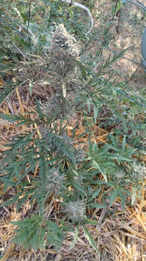 Khalifa Frosty's auto concours. Week 10