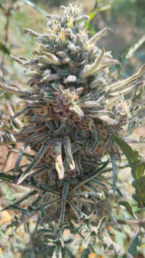 Khalifa Frosty's auto concours. Week 10