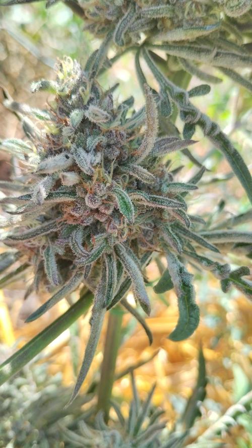 Khalifa Frosty's auto concours. Week 10