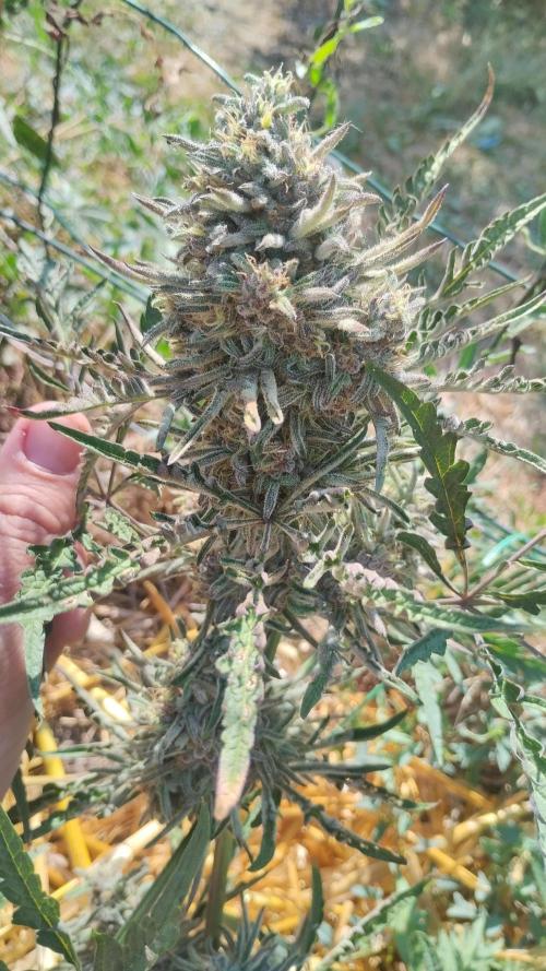 Khalifa Frosty's auto concours. Week 10