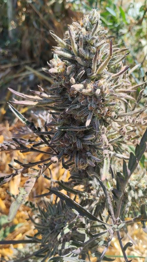 Khalifa Frosty's auto concours. Week 11
