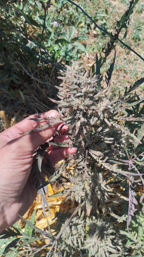 Khalifa Frosty's auto concours. Week 11