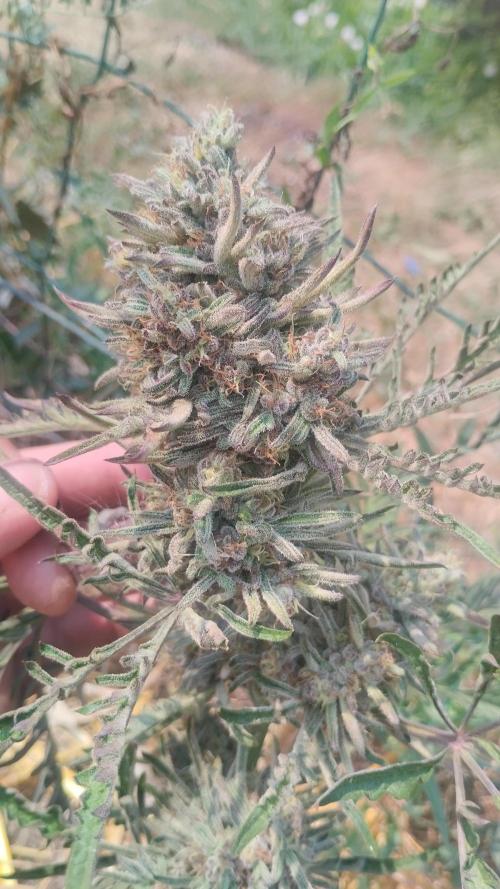 Khalifa Frosty's auto concours. Week 11