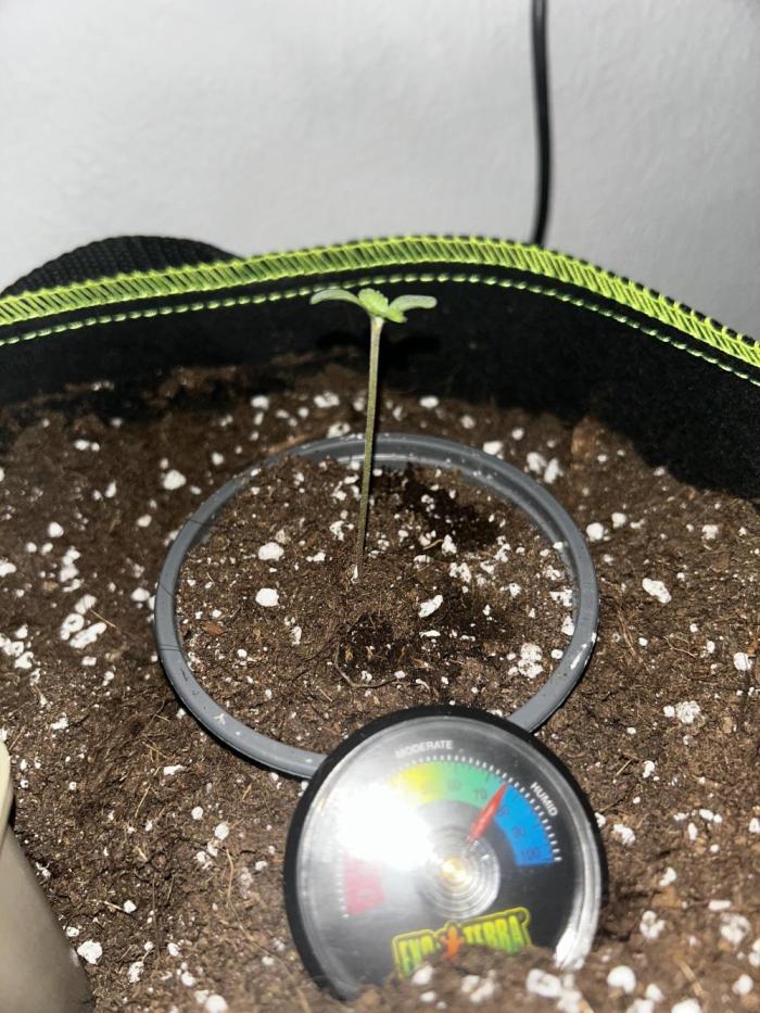 Pink rozay First time grow LST&Topping. Week 0