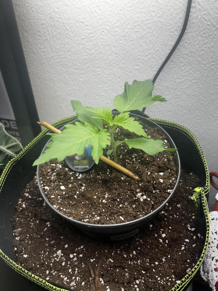 Pink rozay First time grow LST&Topping. Week 2