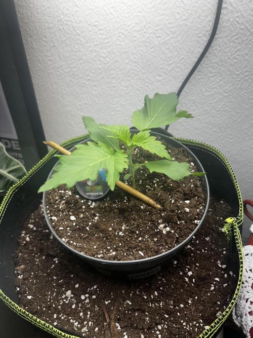 Pink Rozay. Week 2