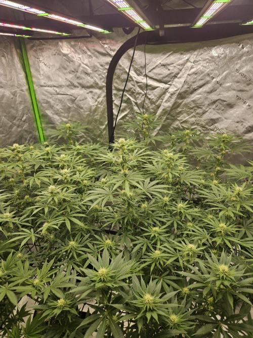 Apex F1 pheno hunt. Week 3 - Week 3