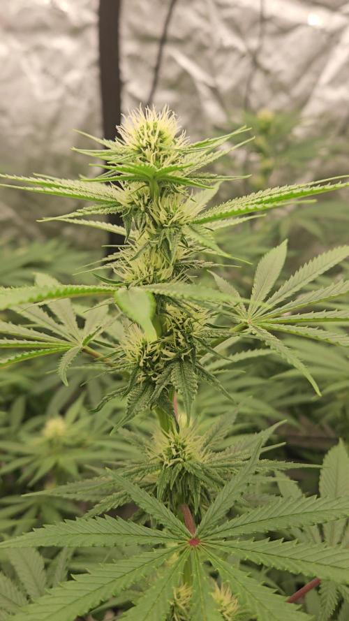 Apex F1 pheno hunt