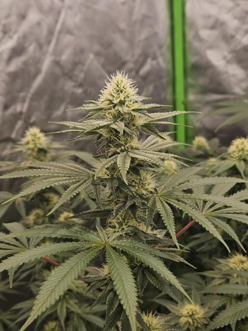 Apex F1 pheno hunt. Week 4