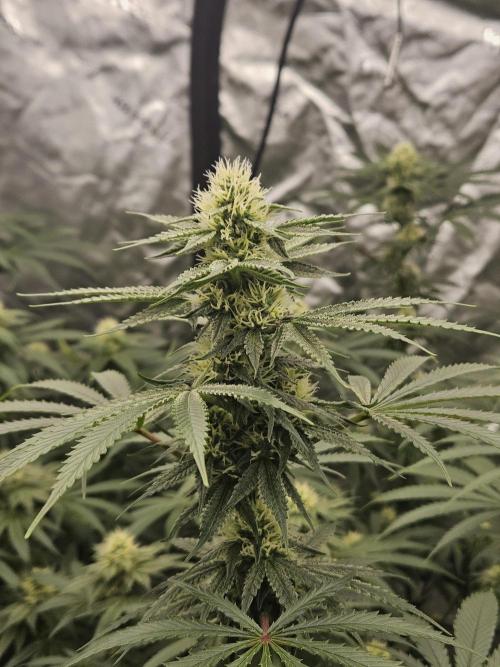 Apex F1 pheno hunt. Week 4