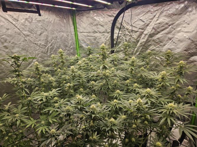 Apex F1 pheno hunt. Week 4