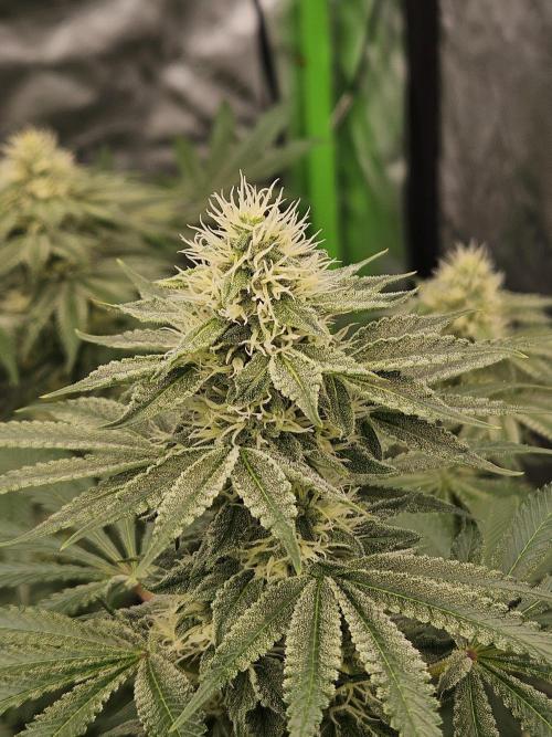 Apex F1 pheno hunt. Week 5