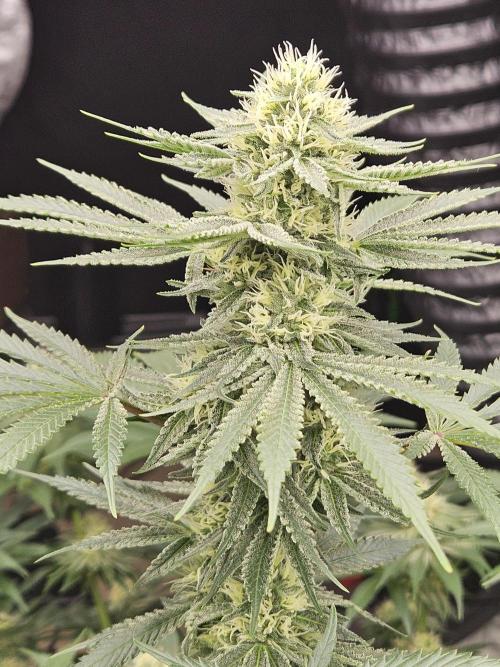 Apex F1 pheno hunt. Week 5