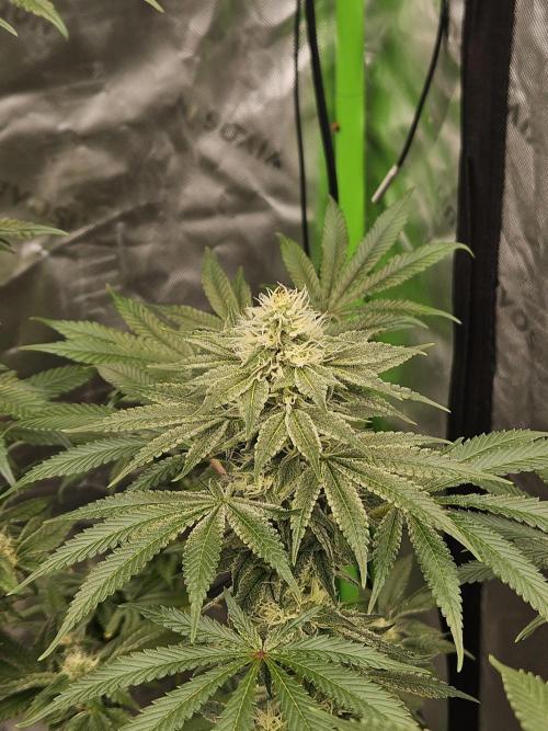 Apex F1 pheno hunt. Week 5