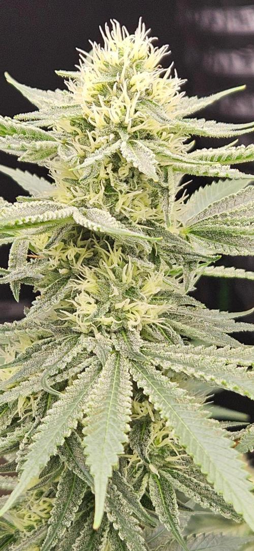 Apex F1 pheno hunt. Week 5