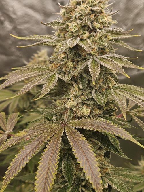 Apex F1 pheno hunt. Week 7