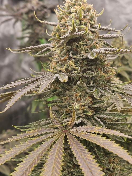 Apex F1 pheno hunt. Week 7