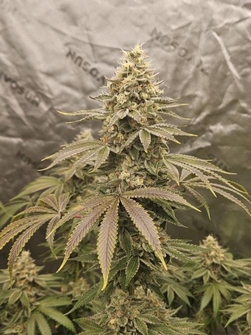 Apex F1 pheno hunt. Week 7