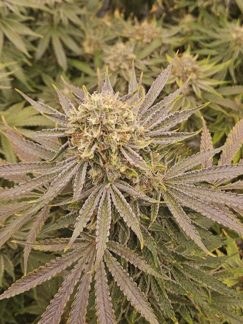 Apex F1 pheno hunt. Week 7