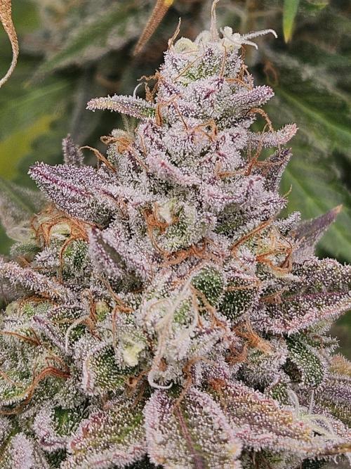 Apex F1 pheno hunt. Week 9