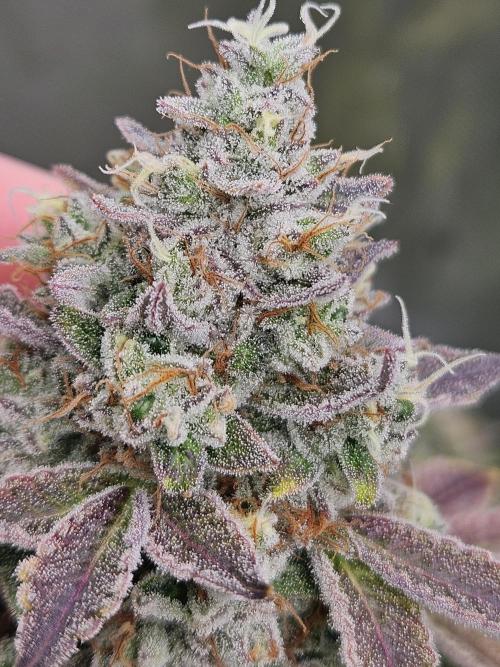 Apex F1 pheno hunt. Week 9