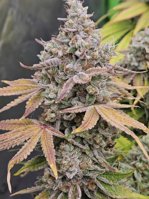 Apex F1 pheno hunt. Week 9