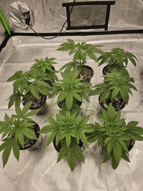 Red Berry Rootbeer. Week 1