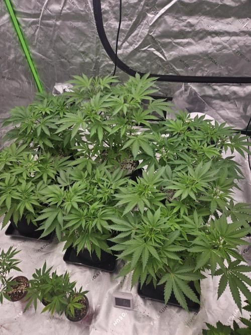 Red Berry Rootbeer . Week 3