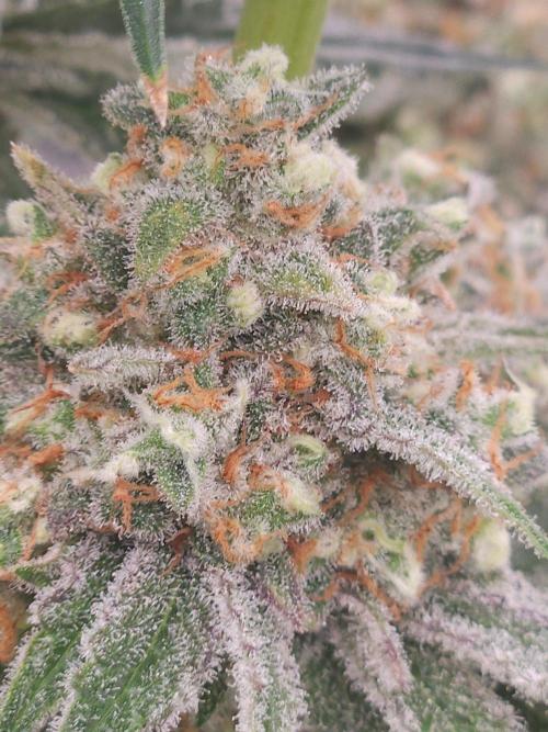 Red Berry Rootbeer. Week 4