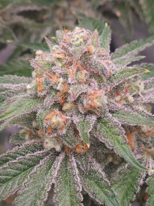 Red Berry Rootbeer. Week 4
