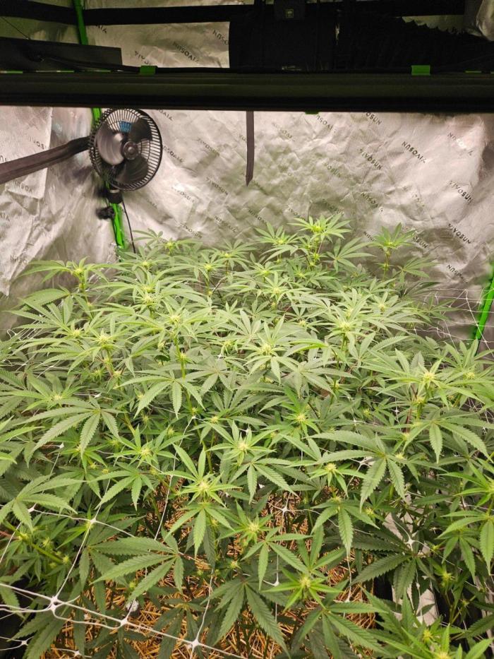 Black Market. Week 3