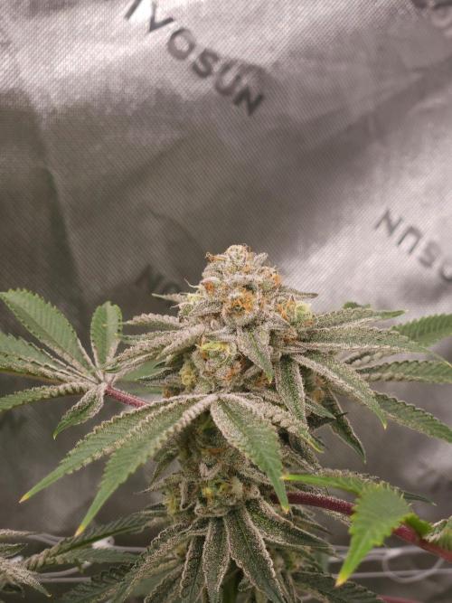 Black Market. Week 7
