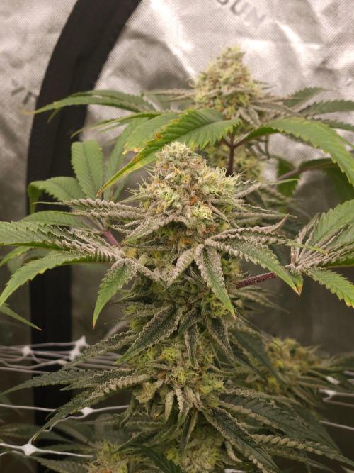 Black Market. Week 7