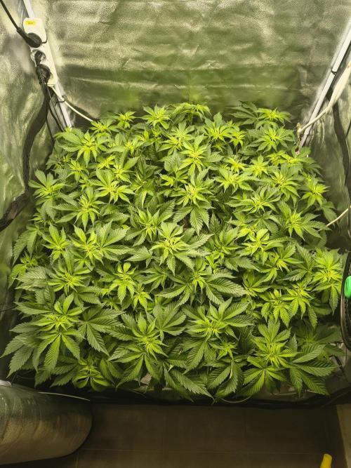 Frozen Biscotti. Week 4 - Plants are filling the screen quite well.