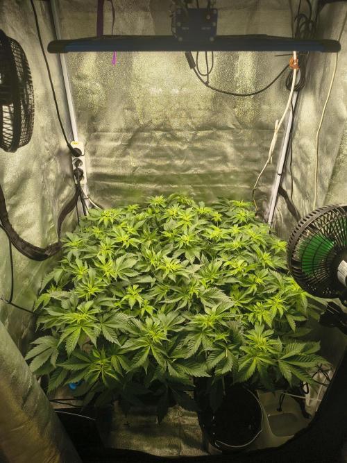 Frozen Biscotti. Week 4